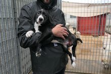 ALDO, Hund, Segugio Italiano-Mix in Italien - Bild 2