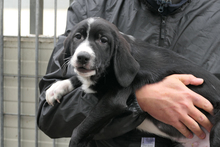 ALDO, Hund, Segugio Italiano-Mix in Italien - Bild 3