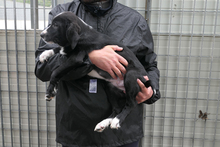 ALDO, Hund, Segugio Italiano-Mix in Italien - Bild 4