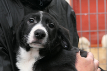 ALDO, Hund, Segugio Italiano-Mix in Italien - Bild 5
