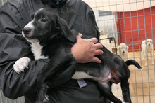 ALDO, Hund, Segugio Italiano-Mix in Italien - Bild 6