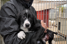 ALDO, Hund, Segugio Italiano-Mix in Italien - Bild 7
