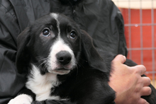 ALDO, Hund, Segugio Italiano-Mix in Italien - Bild 8