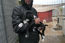 ALDO, Hund, Segugio Italiano-Mix in Italien - Bild 9