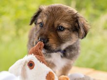 HARVEST, Hund, Mischlingshund in Ungarn - Bild 1