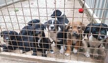 HARVEST, Hund, Mischlingshund in Ungarn - Bild 12
