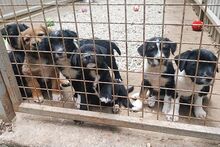 HARVEST, Hund, Mischlingshund in Ungarn - Bild 13
