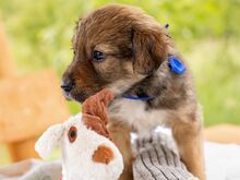 HARVEST, Hund, Mischlingshund in Ungarn - Bild 2