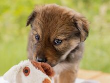 HARVEST, Hund, Mischlingshund in Ungarn - Bild 3