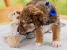 HARVEST, Hund, Mischlingshund in Ungarn - Bild 4