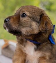 HARVEST, Hund, Mischlingshund in Ungarn - Bild 5