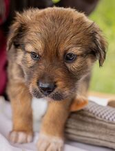 HARVEST, Hund, Mischlingshund in Ungarn - Bild 6