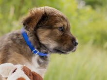 HARVEST, Hund, Mischlingshund in Ungarn - Bild 7