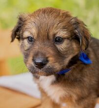 HARVEST, Hund, Mischlingshund in Ungarn - Bild 8