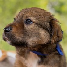 HARVEST, Hund, Mischlingshund in Ungarn - Bild 9