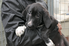 ALIAS, Hund, Segugio Italiano-Mix in Italien - Bild 1