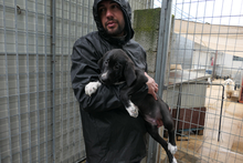 ALIAS, Hund, Segugio Italiano-Mix in Italien - Bild 2