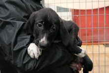 ALIAS, Hund, Segugio Italiano-Mix in Italien - Bild 3