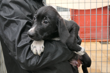 ALIAS, Hund, Segugio Italiano-Mix in Italien - Bild 4