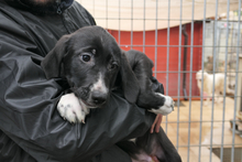 ALIAS, Hund, Segugio Italiano-Mix in Italien - Bild 5