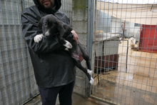 ALIAS, Hund, Segugio Italiano-Mix in Italien - Bild 6