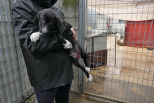 ALIAS, Hund, Segugio Italiano-Mix in Italien - Bild 7