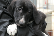 ALIAS, Hund, Segugio Italiano-Mix in Italien - Bild 8
