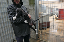 ALIAS, Hund, Segugio Italiano-Mix in Italien - Bild 9