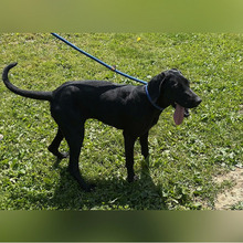 ANNETTE, Hund, Jagdhund-Mix in Kroatien - Bild 10