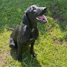 ANNETTE, Hund, Jagdhund-Mix in Kroatien - Bild 11