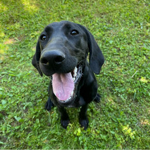 ANNETTE, Hund, Jagdhund-Mix in Kroatien - Bild 2