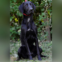 ANNETTE, Hund, Jagdhund-Mix in Kroatien - Bild 3