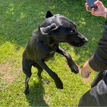 ANNETTE, Hund, Jagdhund-Mix in Kroatien - Bild 4