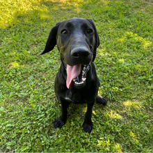 ANNETTE, Hund, Jagdhund-Mix in Kroatien - Bild 5
