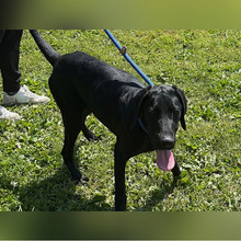 ANNETTE, Hund, Jagdhund-Mix in Kroatien - Bild 6