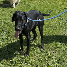 ANNETTE, Hund, Jagdhund-Mix in Kroatien - Bild 7