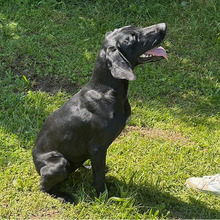 ANNETTE, Hund, Jagdhund-Mix in Kroatien - Bild 8