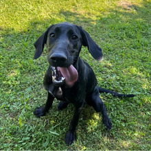 ANNETTE, Hund, Jagdhund-Mix in Kroatien - Bild 9