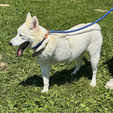 SNOWY, Hund, Siberian Husky-Mix in Kroatien - Bild 1