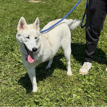 SNOWY, Hund, Siberian Husky-Mix in Kroatien - Bild 2