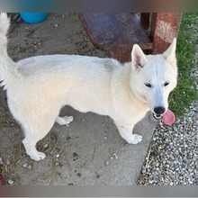 SNOWY, Hund, Siberian Husky-Mix in Kroatien - Bild 3