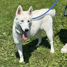 SNOWY, Hund, Siberian Husky-Mix in Kroatien - Bild 4