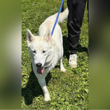 SNOWY, Hund, Siberian Husky-Mix in Kroatien - Bild 5