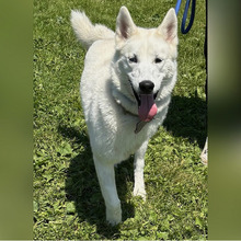 SNOWY, Hund, Siberian Husky-Mix in Kroatien - Bild 6