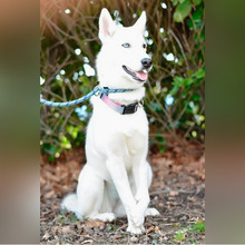 SNOWY, Hund, Siberian Husky-Mix in Kroatien - Bild 7
