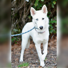 SNOWY, Hund, Siberian Husky-Mix in Kroatien - Bild 8