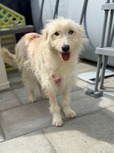CYNTHIA, Hund, Mischlingshund in Kipfenberg - Bild 1