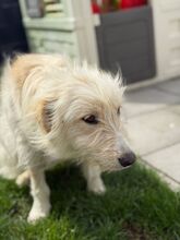 CYNTHIA, Hund, Mischlingshund in Kipfenberg - Bild 2