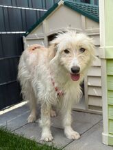 CYNTHIA, Hund, Mischlingshund in Kipfenberg - Bild 3