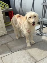 CYNTHIA, Hund, Mischlingshund in Kipfenberg - Bild 4